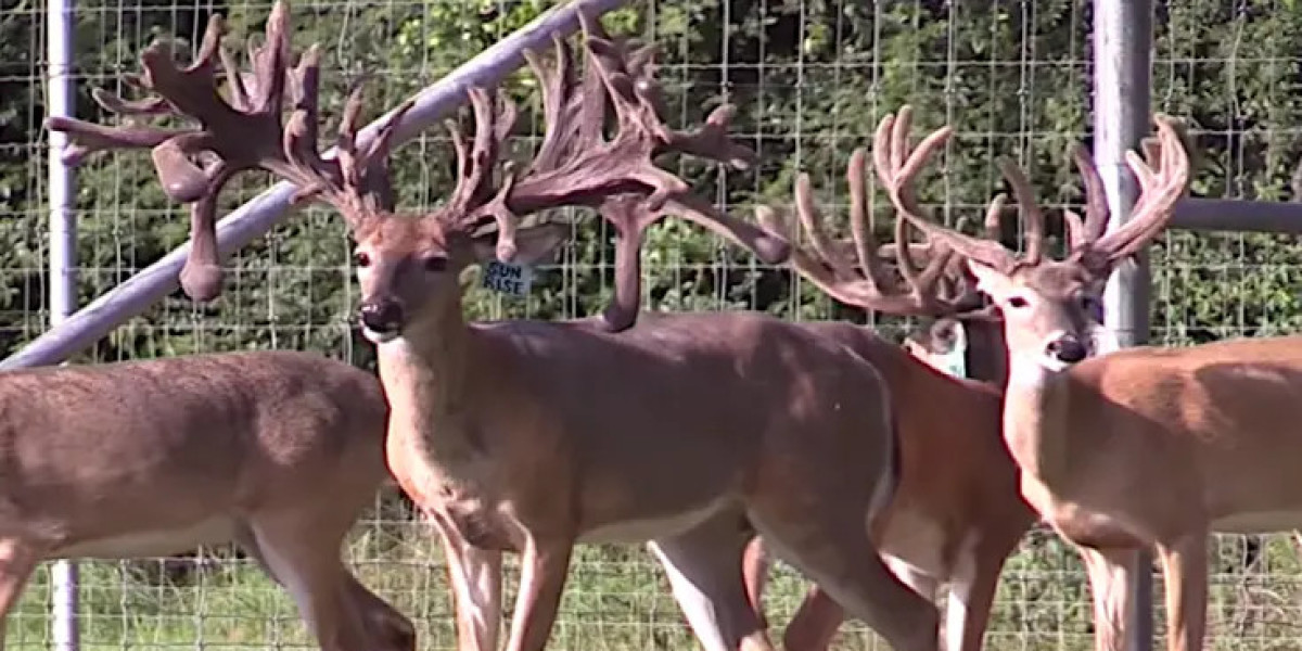 High Fence Whitetail Hunts: The Ultimate Trophy Whitetail Hunting Experience