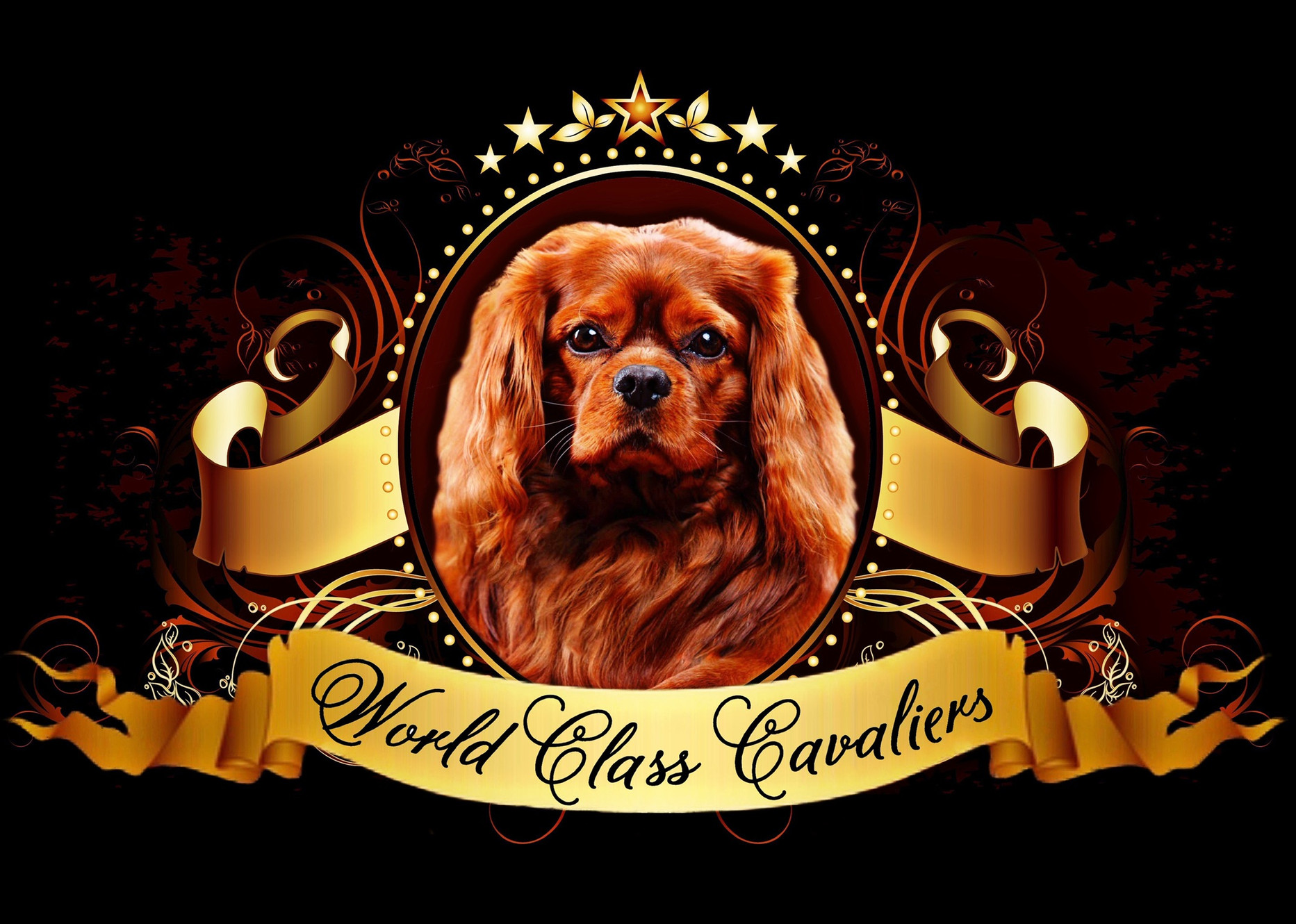 PUPPIES | World Class Cavaliers - Worldclass Cavalier King Charles Spaniel Breeder