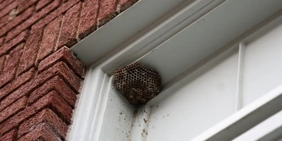 The Benefits of Wasp Nest Removal in Melbourne: Ensuring Safety and Peace of Mind