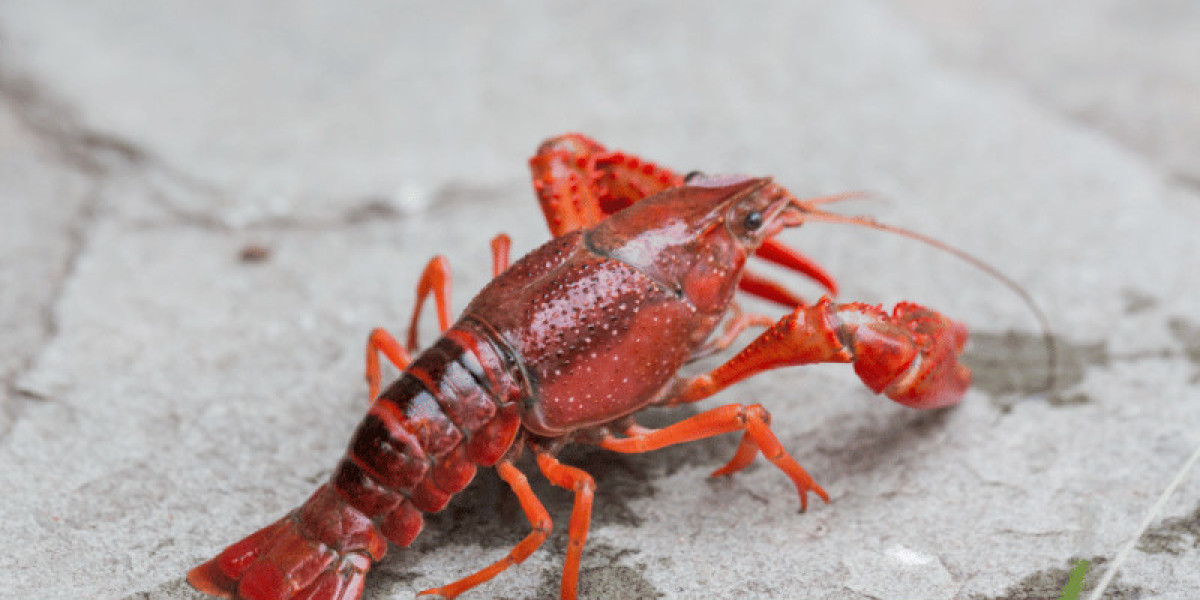 Booming Global Crayfish Market: Trends, Forecasts, and Insights 2024-2032
