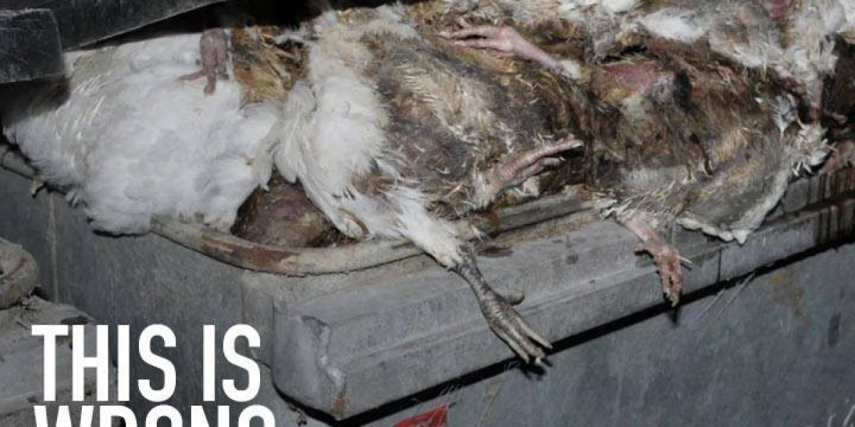 Unveiling the Truth: Broiler Chickens Cruelty Exposed