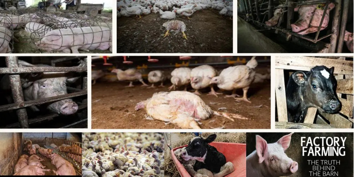 Unveiling the Grim Reality of Factory Farming Cruelty