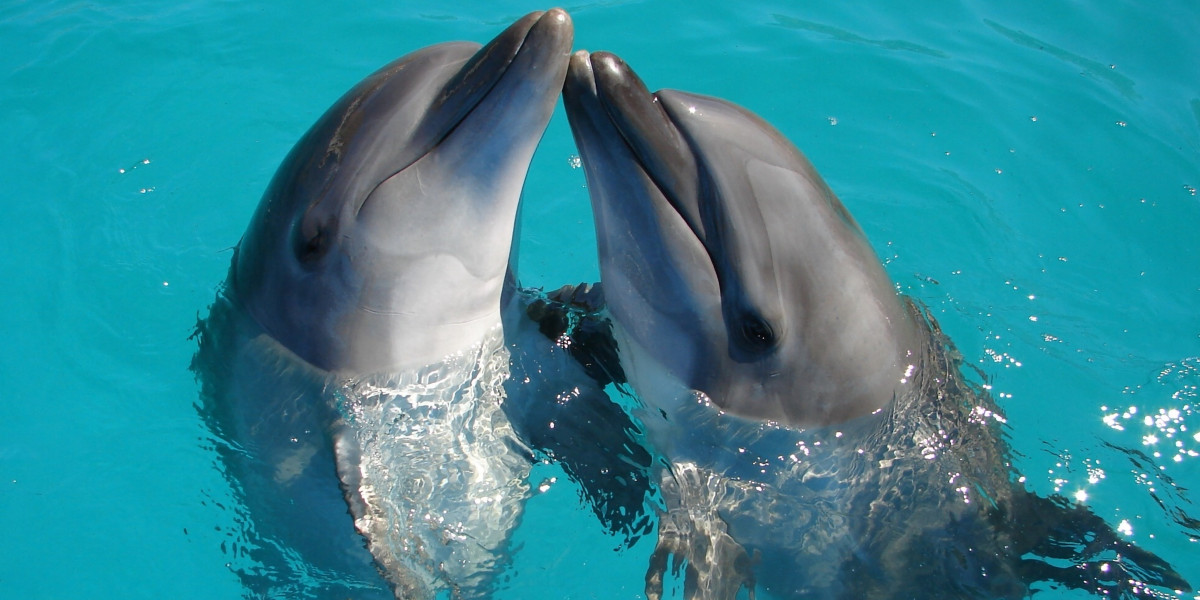 Exploring the Aquatic Marvels: Are Dolphins Mammals?