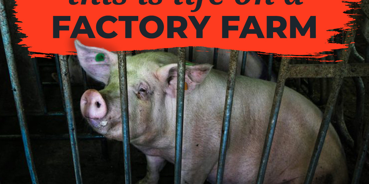 Unveiling the Reality: Pig Farming Cruelty and Its Impact on Animal Welfare