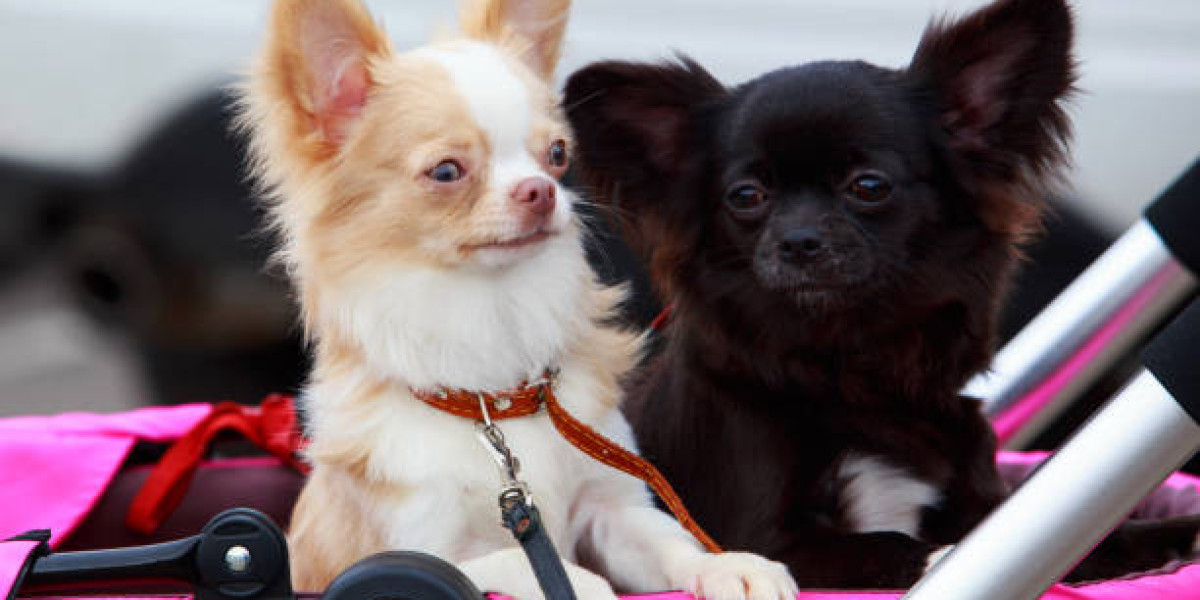 Ensuring Stress-Free Travel for Your Furry Friend with Our Pet Flight Nanny Services