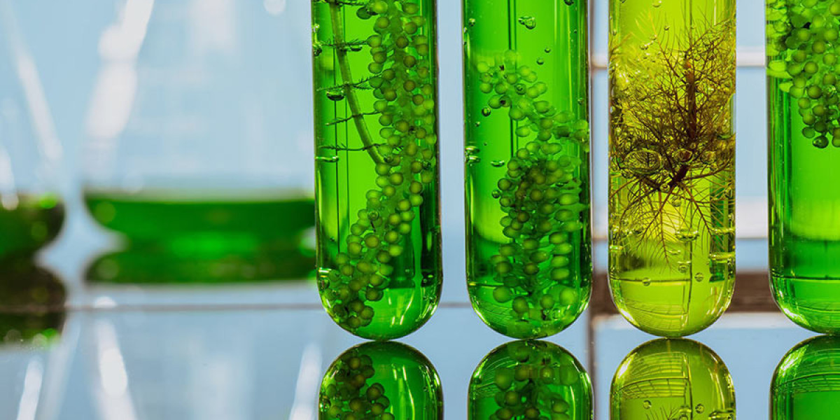 Biofuel Manufacturing Plant Project Report 2024: Business Plan, Requirements and Cost Involved