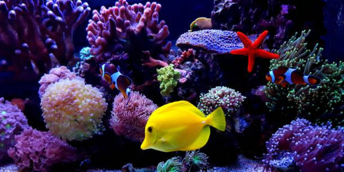 Unveiling the Beauty of Aquacultured Corals in Saltwater Aquariums
