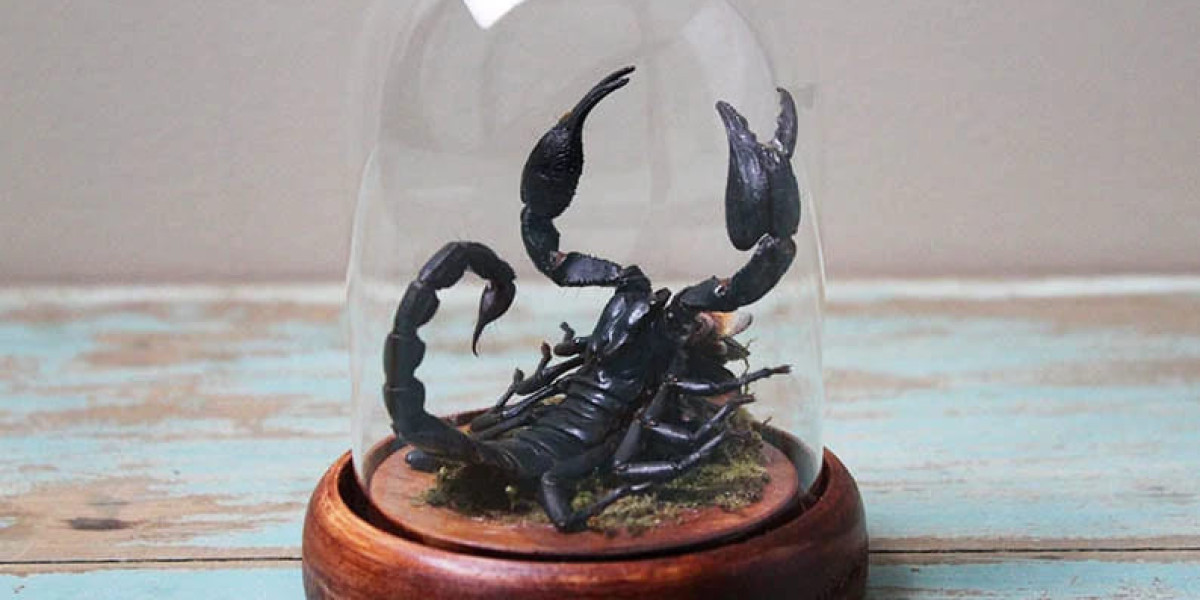 Beyond the Sting: A Look at Taxidermy Scorpions