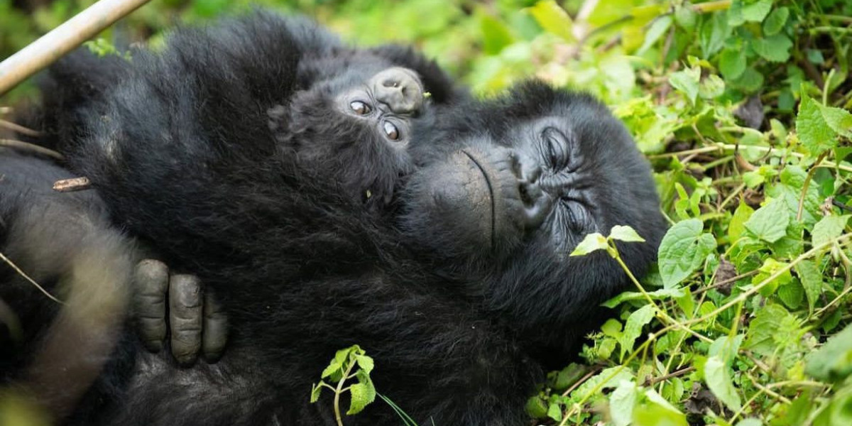 Unlock the Adventure: Understanding Rwanda Gorilla Permit Cost with Hermosa Life Tours & Travel