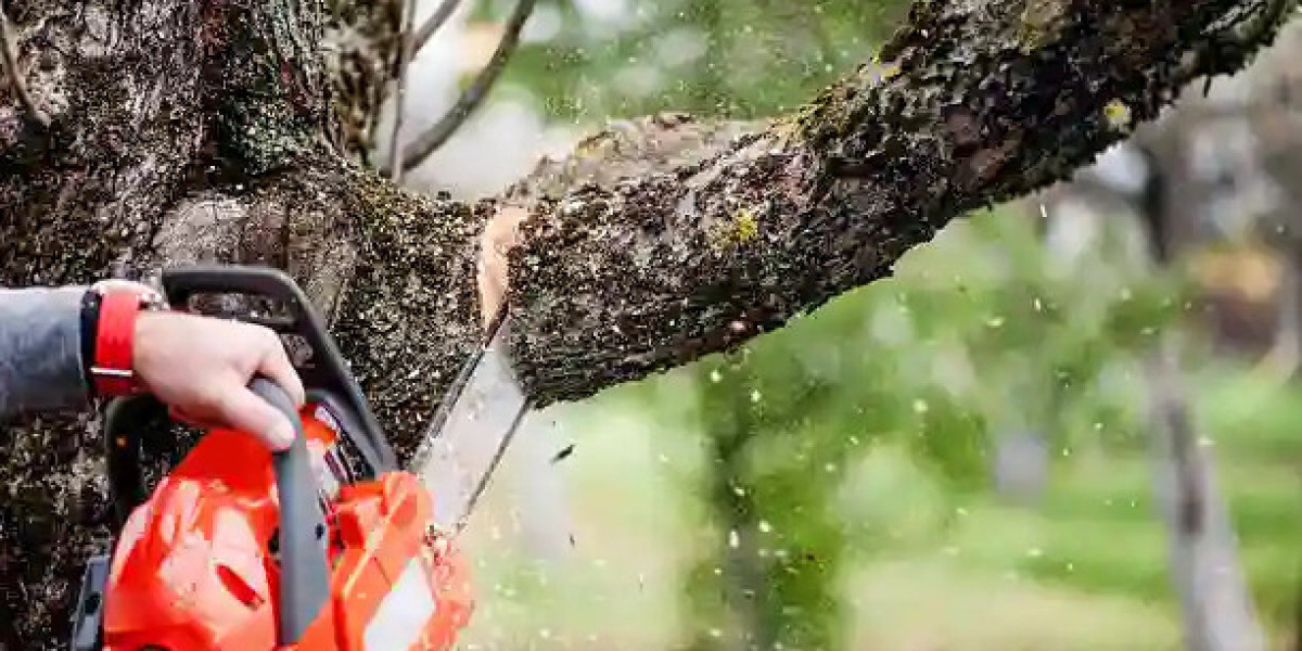 Sydney Tree Removals: Professional and Safe Tree Removal Services by SydneySide