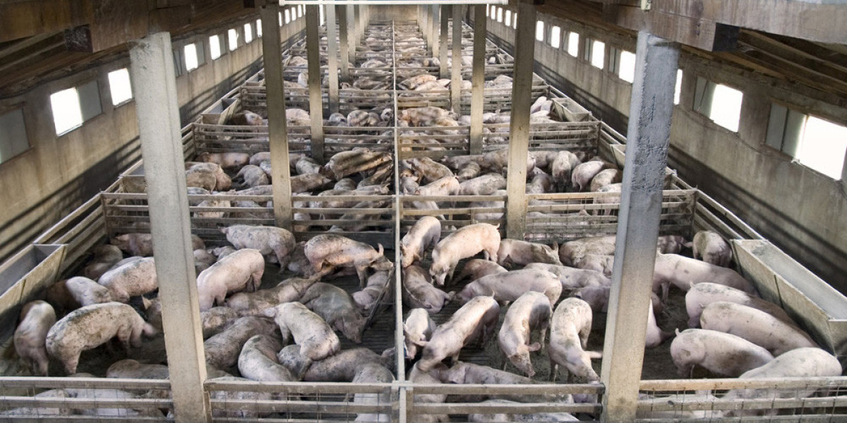 Understanding Factory Farming Cruelty