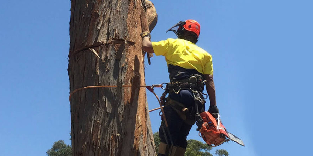 Emergency Tree Removal Sydney: Safety and Efficiency First