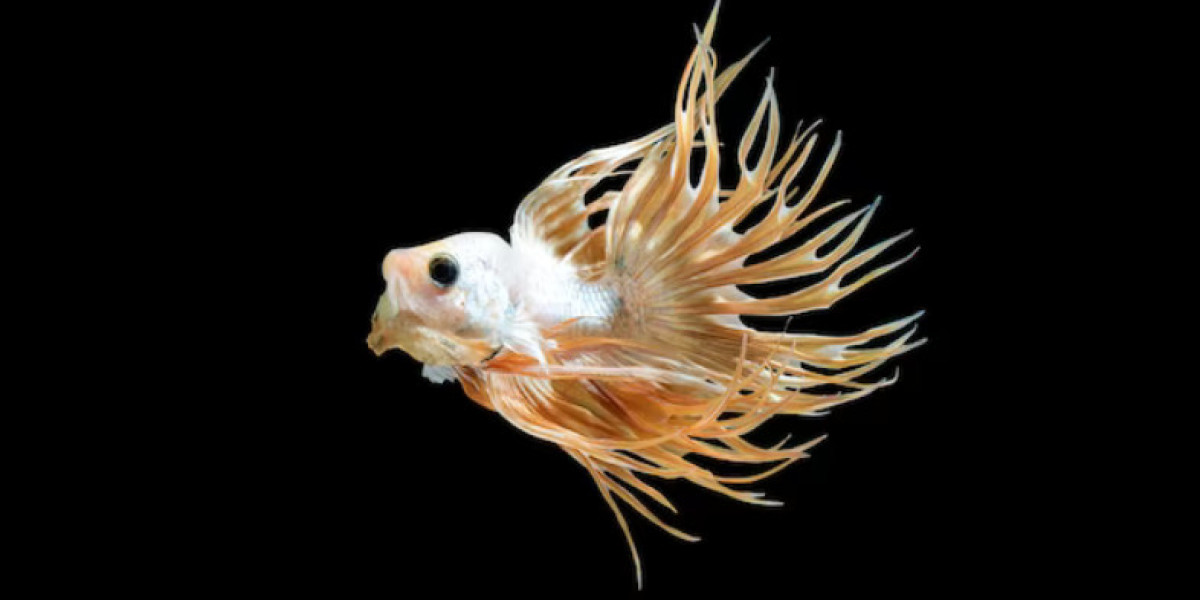 White Betta Fish