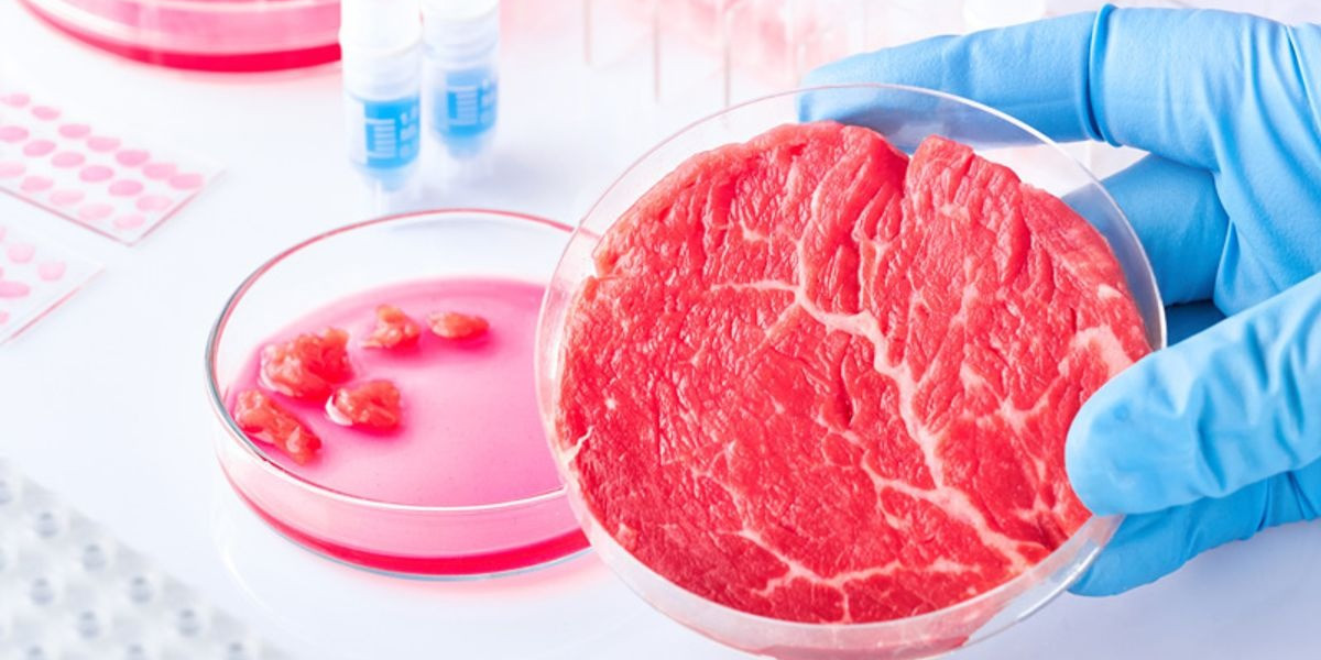 United States Cultured Meat Market Size, Trends, Demand and Forecast 2024-2032