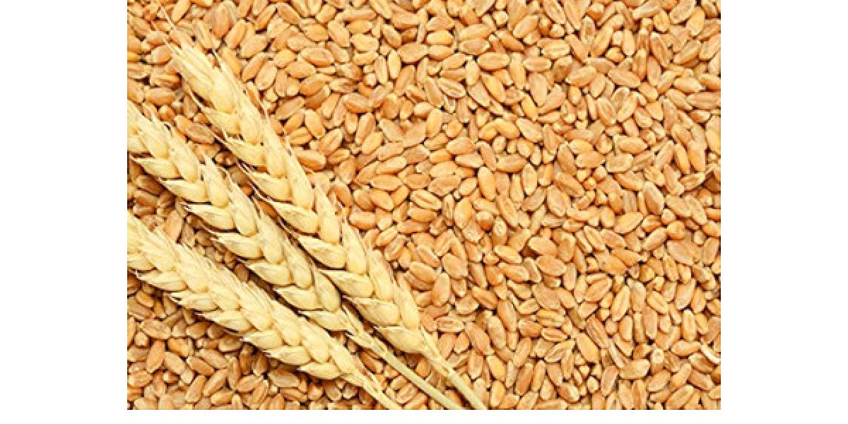 Wheat Seed Market Size, Share, Growth, Trends, Demand and Forecast 2024-2032