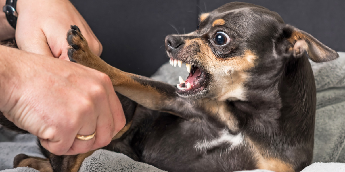 Dog Bite Injury Claims: What to Expect from the Legal Process