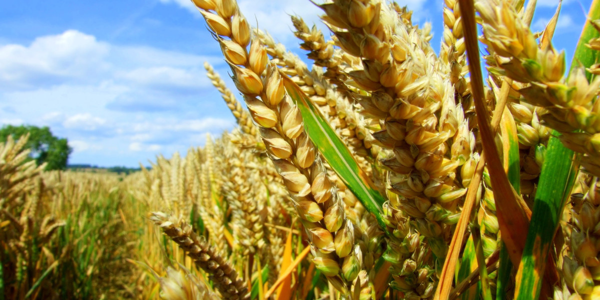 Corn and Wheat-Based Feed Market Growth, Analysis and Forecast by 2031