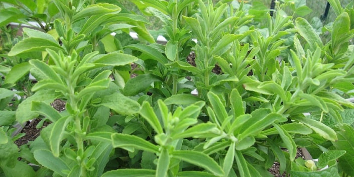Stevia Market Scope, Share, Trends Analysis, and Forecast 2024-2032