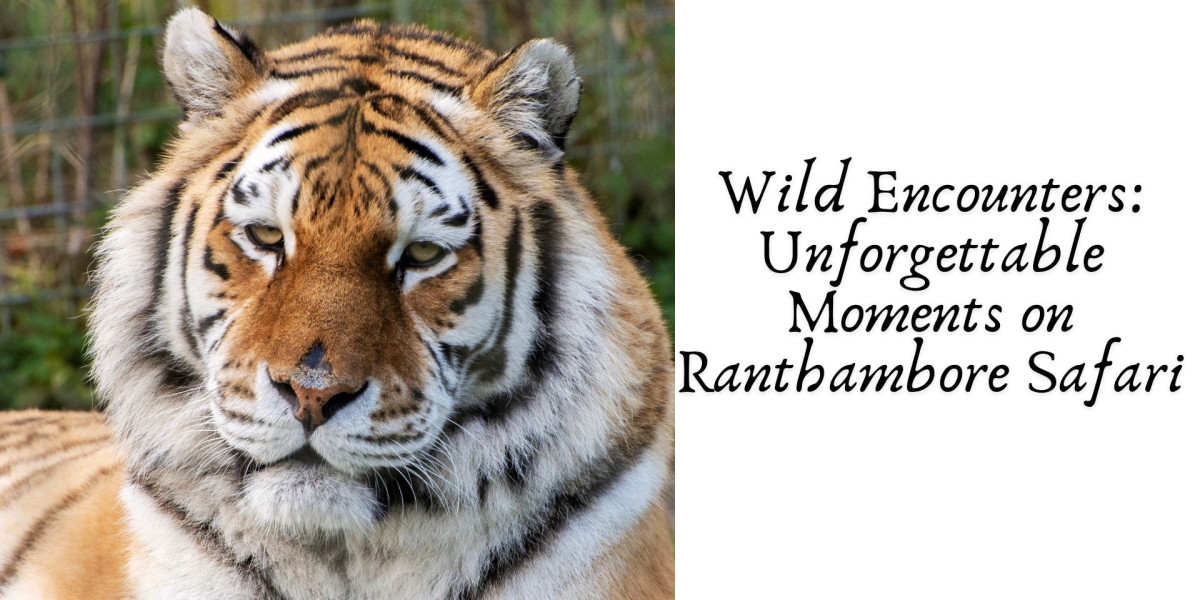 Wild Encounters: Unforgettable Moments on Ranthambore Safari