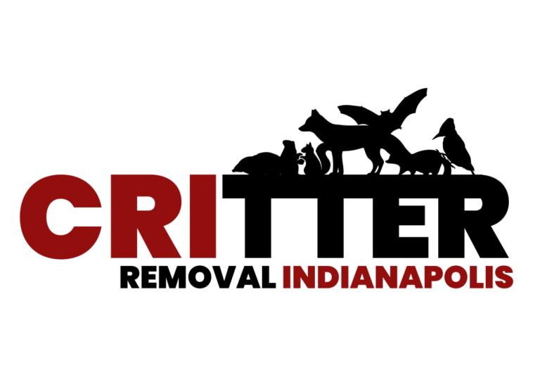 Raccoon Removal Carmel Indiana | Critter Removal Indianapolis