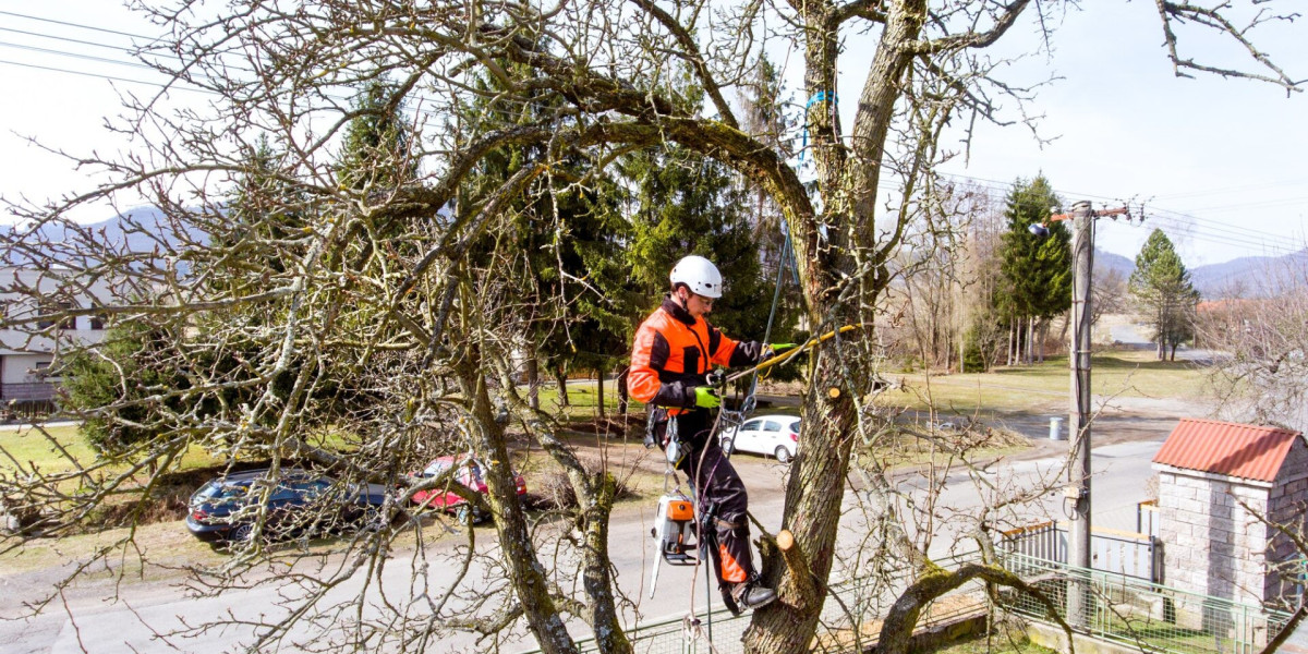 Tree Survey in North London: Ensuring Urban Greenery Flourishes