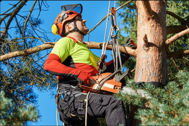 Why Choosing Tree Services in Sydney Matters? | by Sydney Side Tree Services | Aug, 2024 | Medium