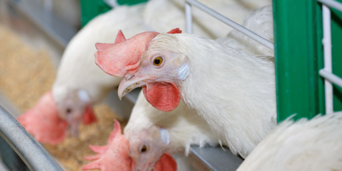 ✍Poultry Probiotic Ingredients Market Size, Share, Trends & Forecasts 2024-2032