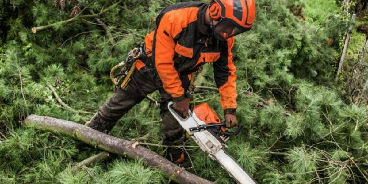 Tree Pruning Services: A Comprehensive Guide to Healthier Trees