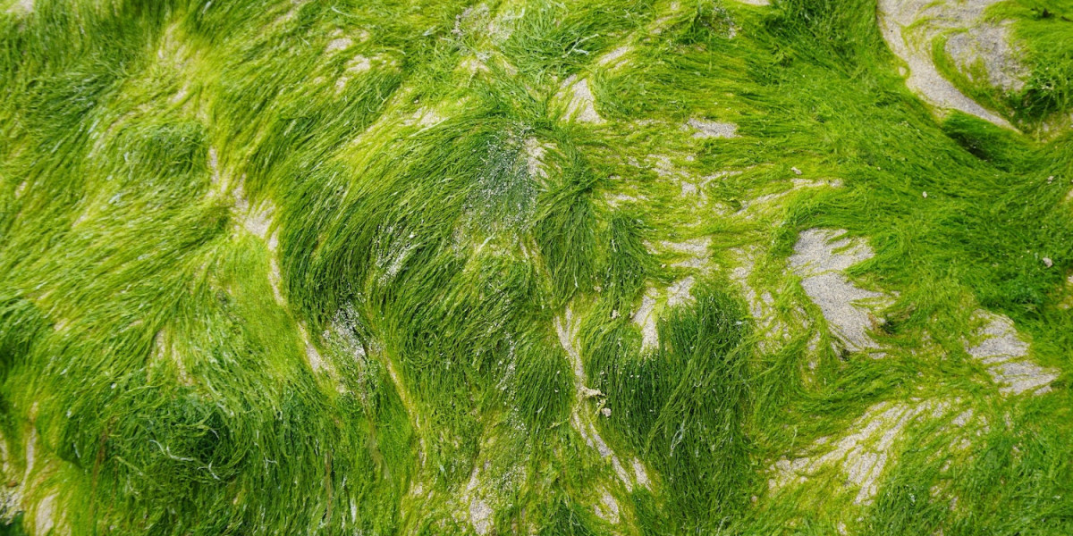 Algae Omega 3 Market: Growth Trends and Forecasts 2024-2031.