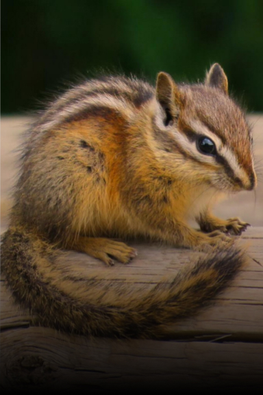 Chipmunk Removal & Control | Columbus | Critter Removal Ohio