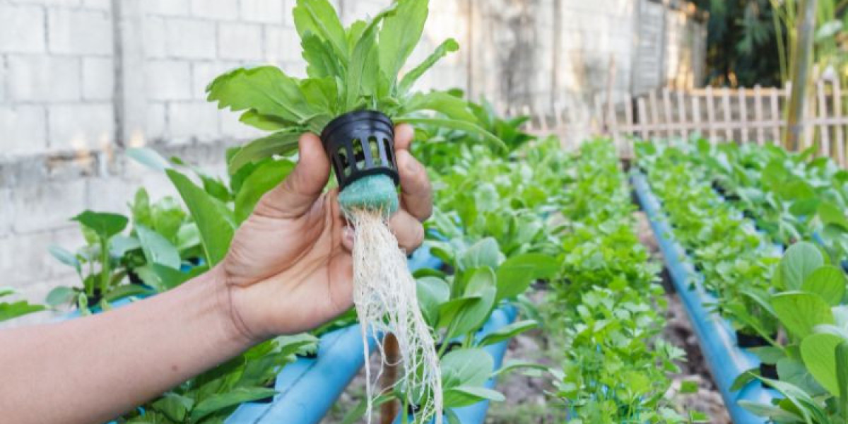 Exploring the Hydroponics Market: Trends and Future Outlook (2024-2032)