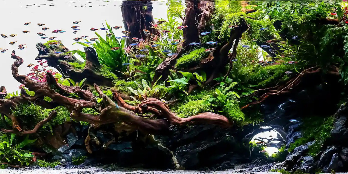 Aquarium Maintenance Made Easy: Keep Your Tank Clean and Healthy NOW!